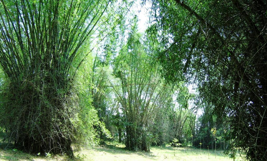 Marg Stream Valley Vythiri Exterior foto